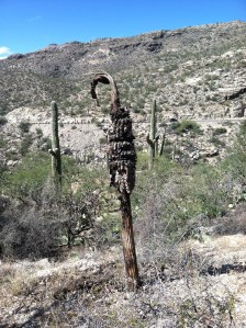 Dead saguaro cactus 