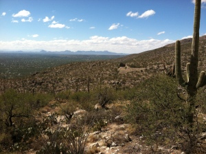 Sonoran Desert vista